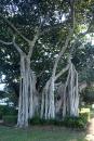 Tree in Townsville park